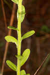 Coastal plain chaffhead